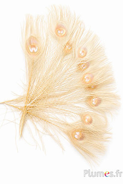 Pfau blau - gebleicht - 30-35 cm - creme